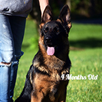 red and black german shepherd puppies for sale near me